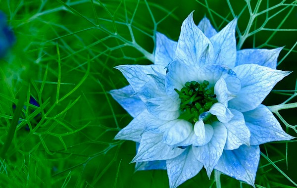 Blue_Flower_main