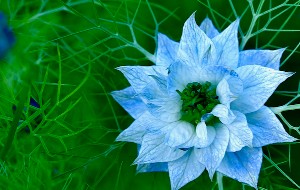Blue_flower_thumb