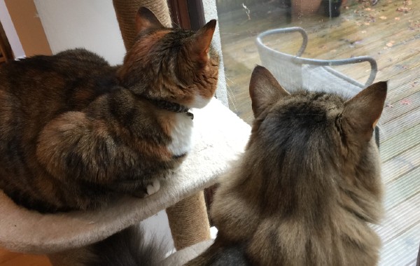 2 cats looking out of a window