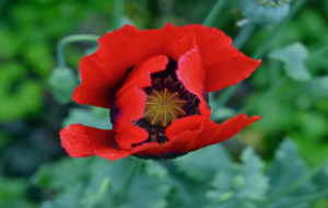 Flower_opening