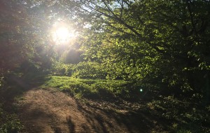 Light_in_the_woods_thumb