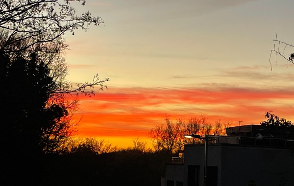 A sunset with trees