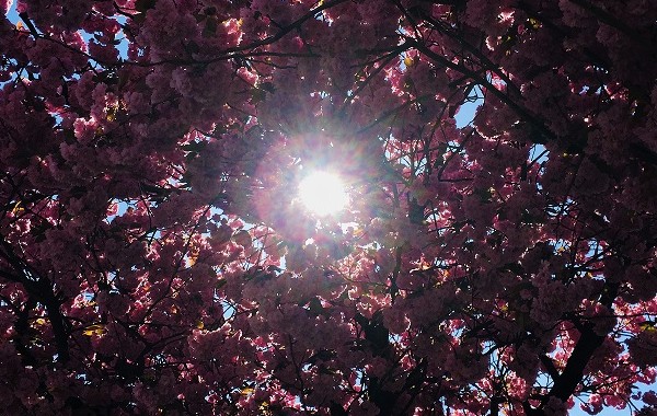 Sun_through_blossom_main