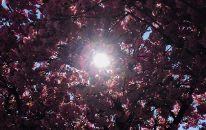 Sun_through_blossom_thumb